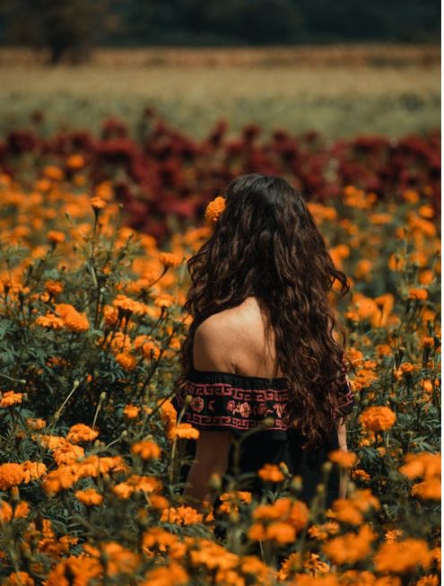 Is Goldenrod a Weed? The Truth About This Misunderstood Plant