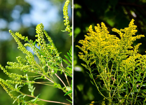 Goldenrod Yellow Flowers