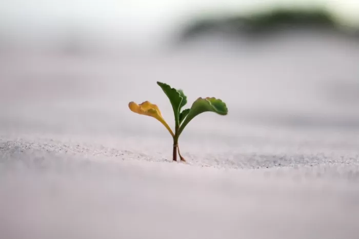 Reinvesting Profits for Growth